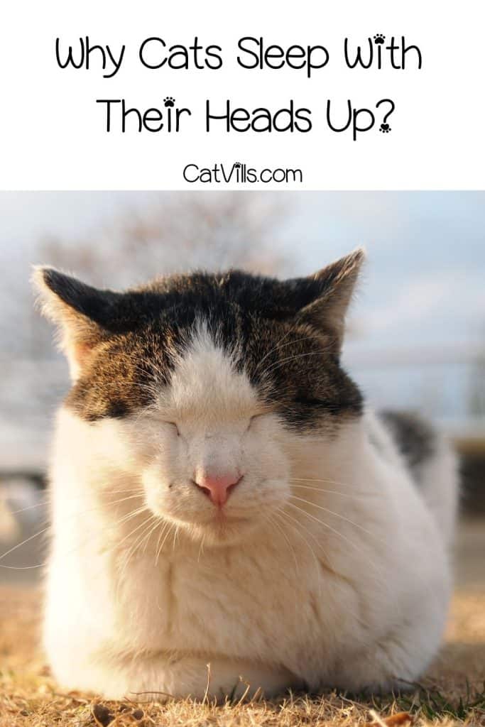 cat sleeping outdoor