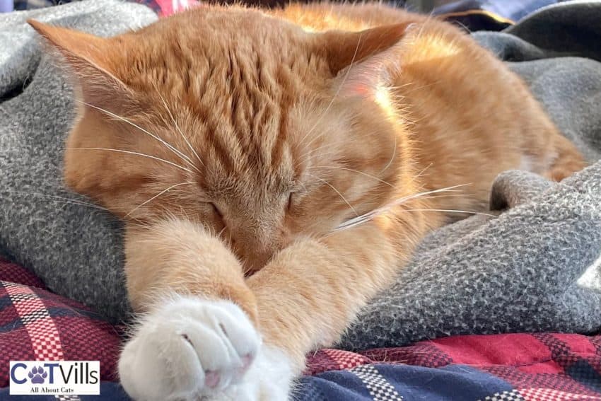 why do cats sleep with their head up. (1)
