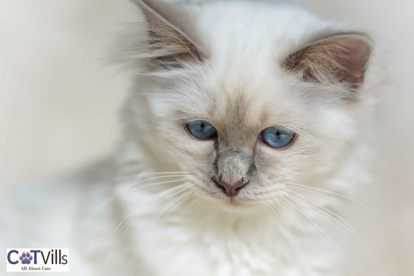 Best Cat Breeds for First-Time Owners: Start Your Journey 3 Lilac Point Siamese kitten