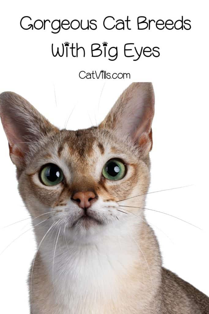 20 Breeds of Cats With Big Eyes: Eyes That Mesmerize 21 singapura cat with big eyes
