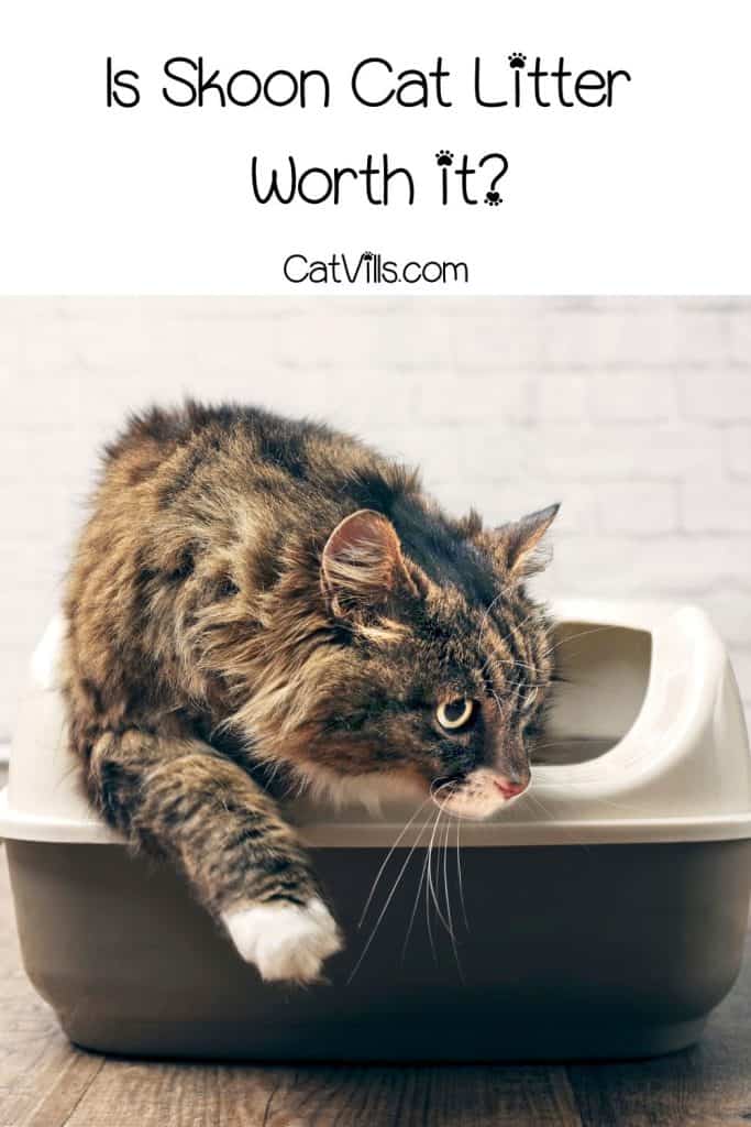 cat just finished using the litter box