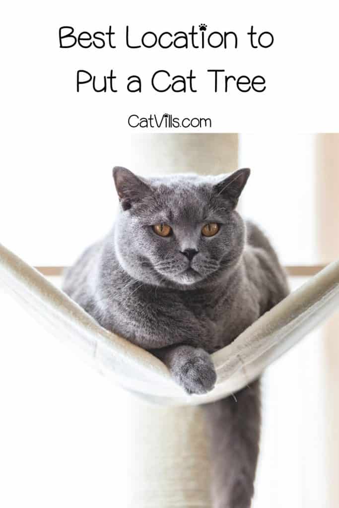 british shorthair on a hammock on a cat tree