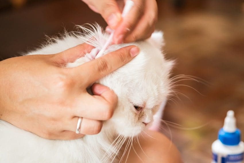 How To Know the Difference Between Dirty Cat Ears And Ear Mites