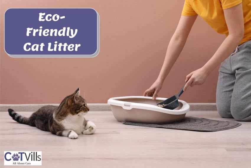 lady scooping a litter box with Eco-Friendly Cat Litter
