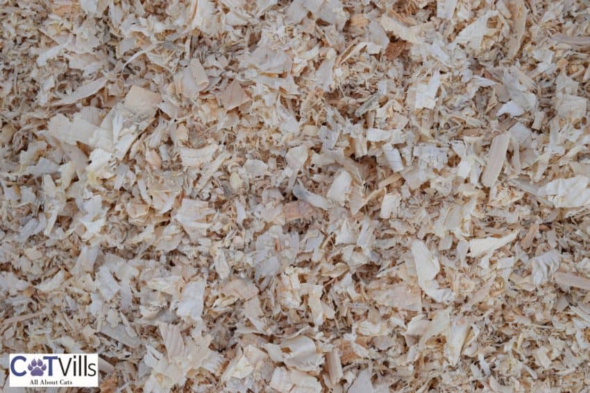 pine shavings