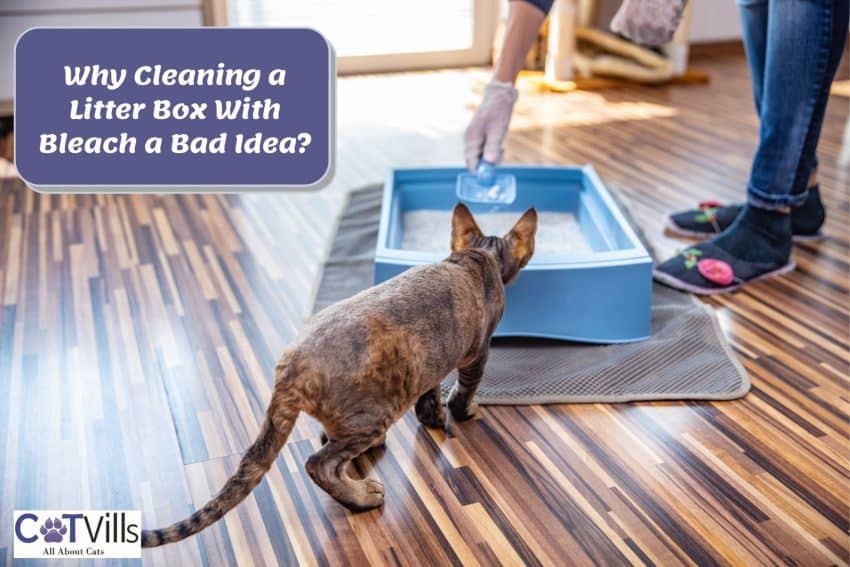 lady showing how to clean a litter box with bleach but is it safe?