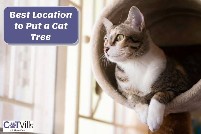cat relaxing on a cat tree so where to put cat tree