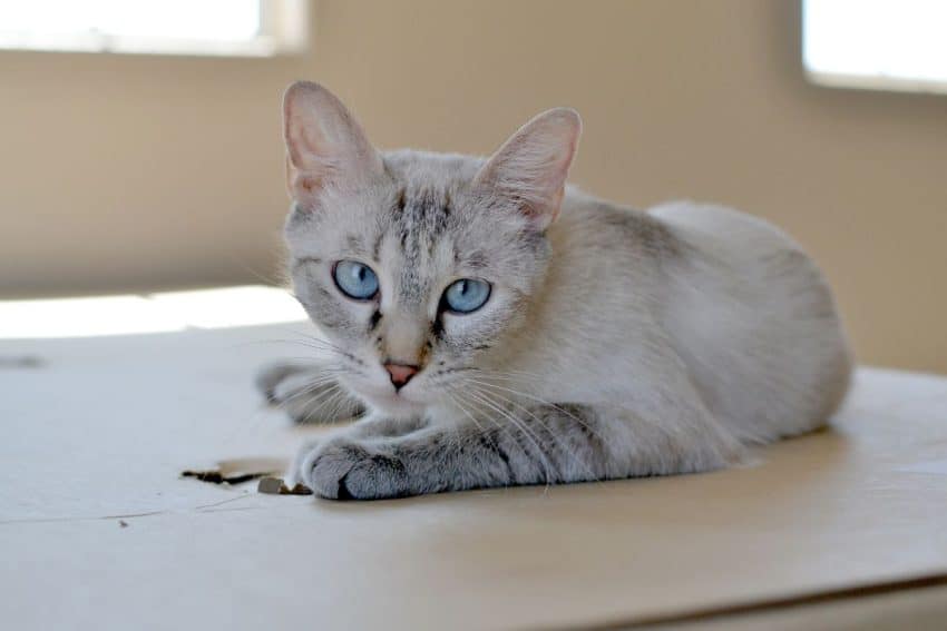 15 Most Dangerous Cat Breeds in the World 15 Cat On Cardboard Box