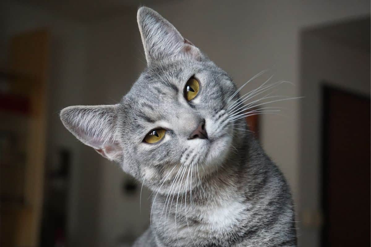 Home Remedies For Worms in Cats! Natural Dewormer For Cats 1 Home Remedies For Worms in Cats! Natural Dewormer For Cats