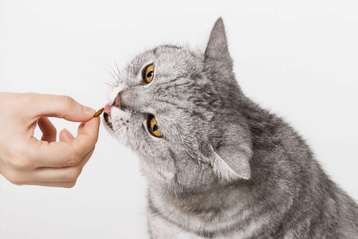 Home Remedies For Worms in Cats! Natural Dewormer For Cats 4 Cat eating a treat