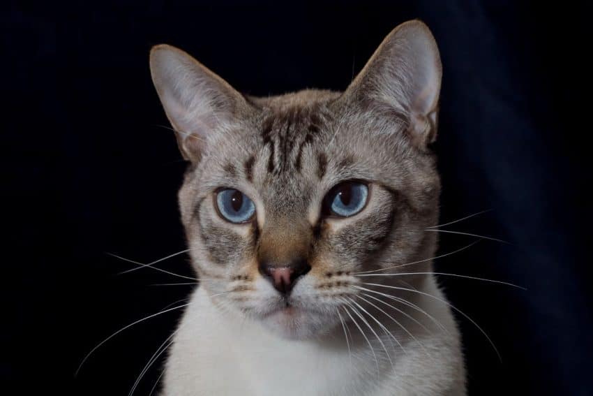 Lynx Point Siamese Cats - Features Of The Breed And Personality 4 Cat On Black Background