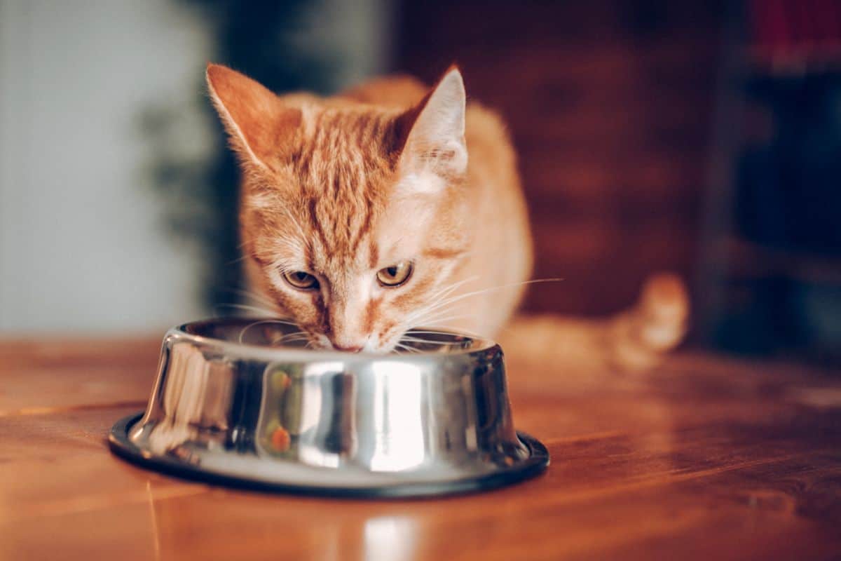 Cat Eating On A Bowl