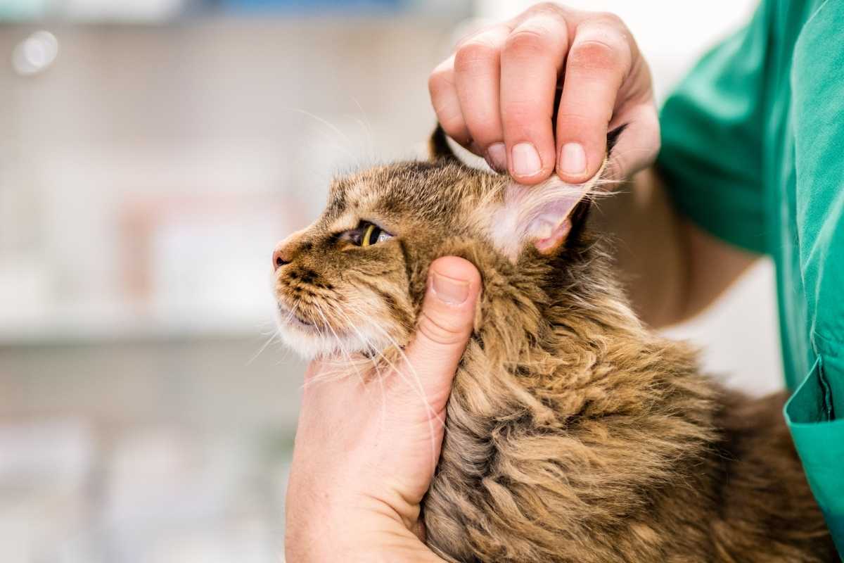 Owner touching the cat's ear