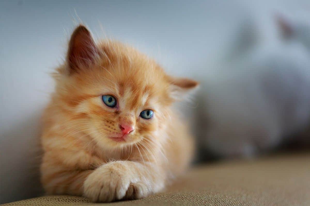 Orange Tabby kitten