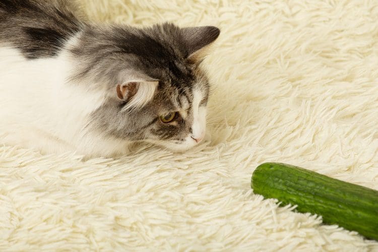 Stressing Out Your Cat with cucumber
