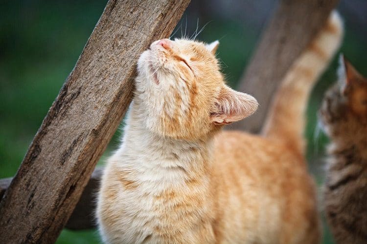 Why Do Cats Spray, What It Means and How to Stop It 1 Understanding Cat Spraying and Marking