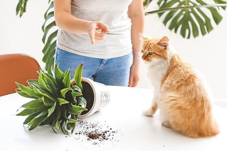 How to Discipline a Cat: 5 Proven Methods for a Harmonious Relationship 3 Be consistent when learning how to discipline cats