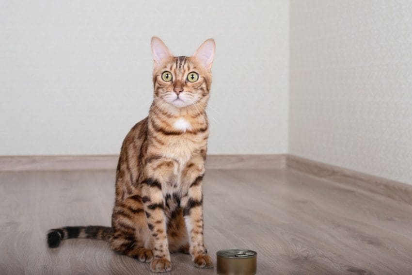 8 Best Wet Cat Food for Optimal Feline Nutrition
