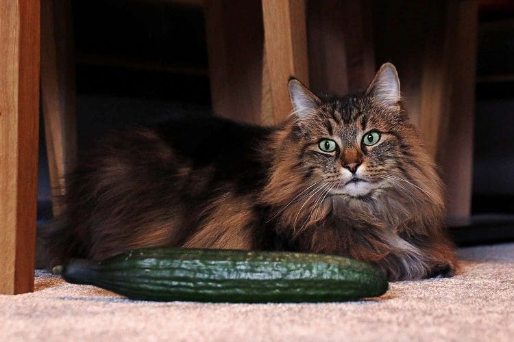 Cat sitting by the cucumber