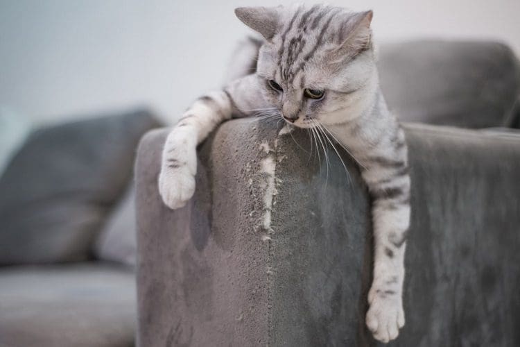 How to Discipline a Cat: 5 Proven Methods for a Harmonious Relationship 2 Learning how to discipline cats