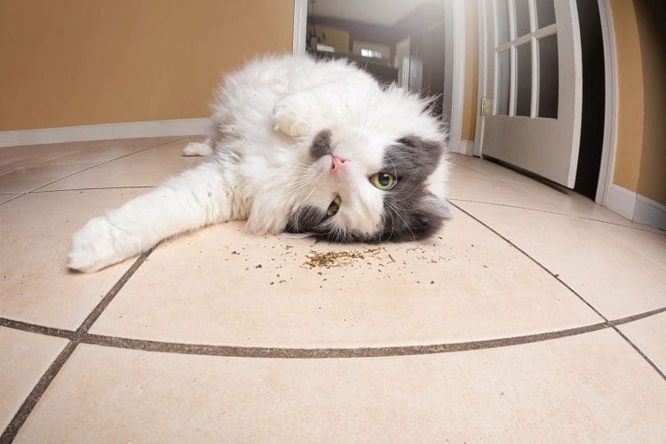 How catnip works