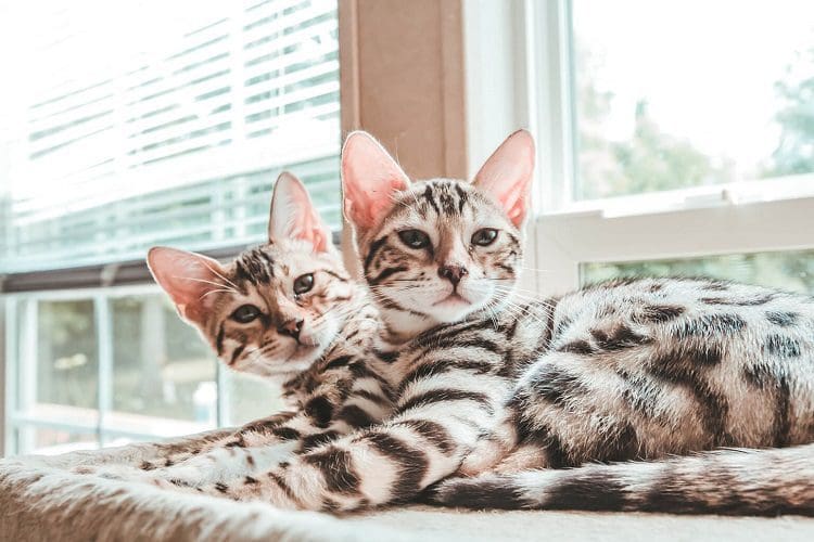 How to Discipline a Cat: 5 Proven Methods for a Harmonious Relationship 1 Establish rules for your cat and stick to them