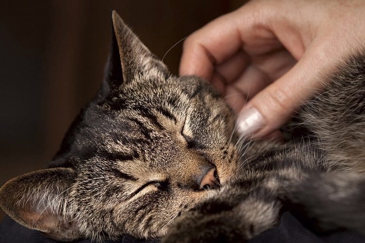 How to reduce cat stress level while in heat