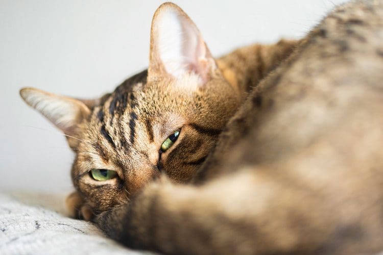 How do cats periods looks alike?