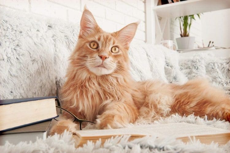 CFA standards Purebreed MaineCoon