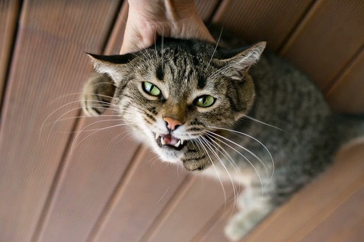 How to Discipline a Cat: 5 Proven Methods for a Harmonious Relationship 4 physical punishment is never solution
