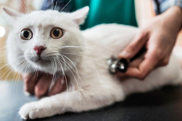 Cat Congestion caused by upper respiratory infections