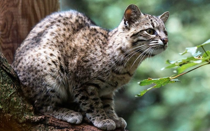 15 Most Aggressive Cat Breeds You Should Know About 14 Geoffreys Cat breed