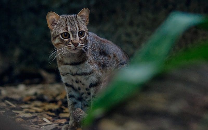 10 Unique Cat Breeds You Should Know About 9 Jungle Curl cat