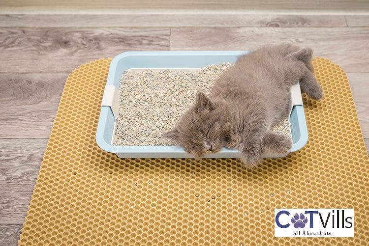 Kitten sleeping inside litter box