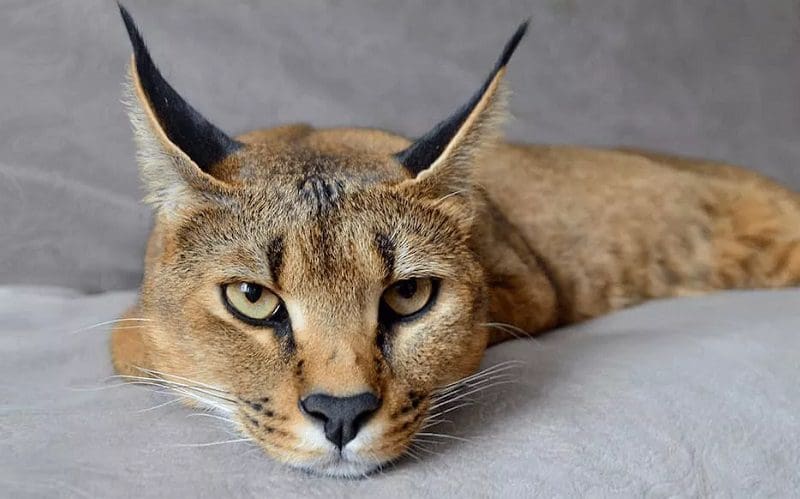 15 Most Dangerous Cat Breeds in the World 12 caracats cat
