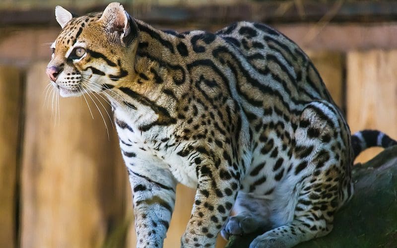 15 Most Dangerous Cat Breeds in the World 9 ocelot cat breed