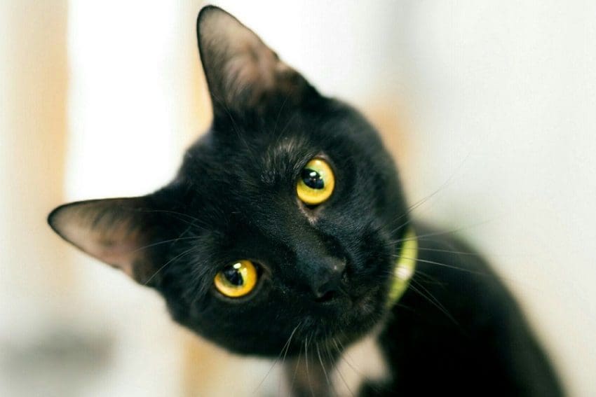 Magical Yellow Eyes of Black Cat