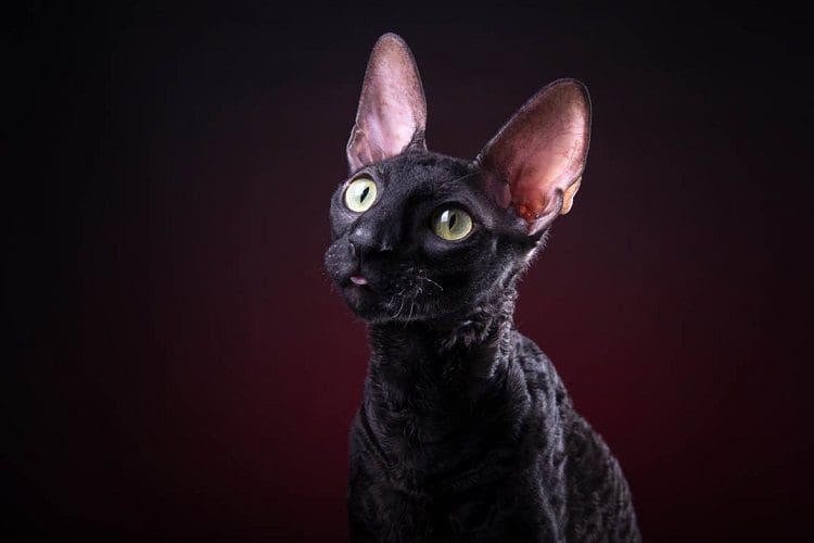 Black Cornish Rex Cat Green Eyes