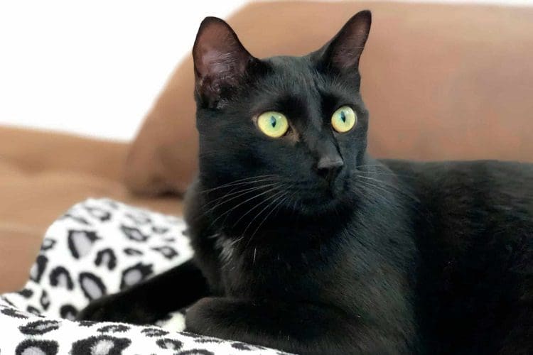 55 Sweet Cat Names from Movies to Inspire You 2 Black Shorthair Cat with yellow eyes