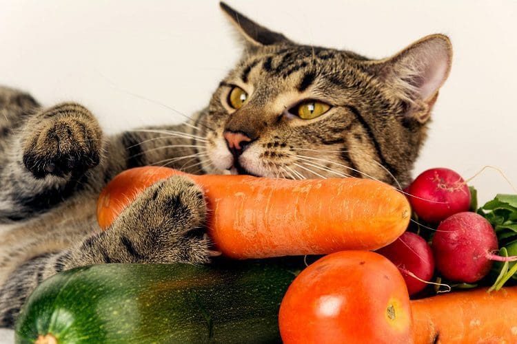 Home Remedies For Worms in Cats! Natural Dewormer For Cats 5 How many carrots can you give a cat?