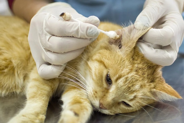 Cats ear injury