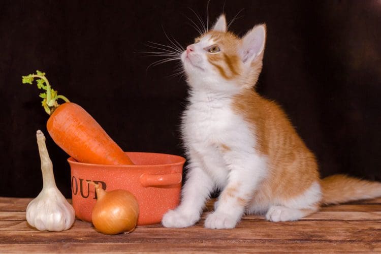 small red kitten eating a carrot