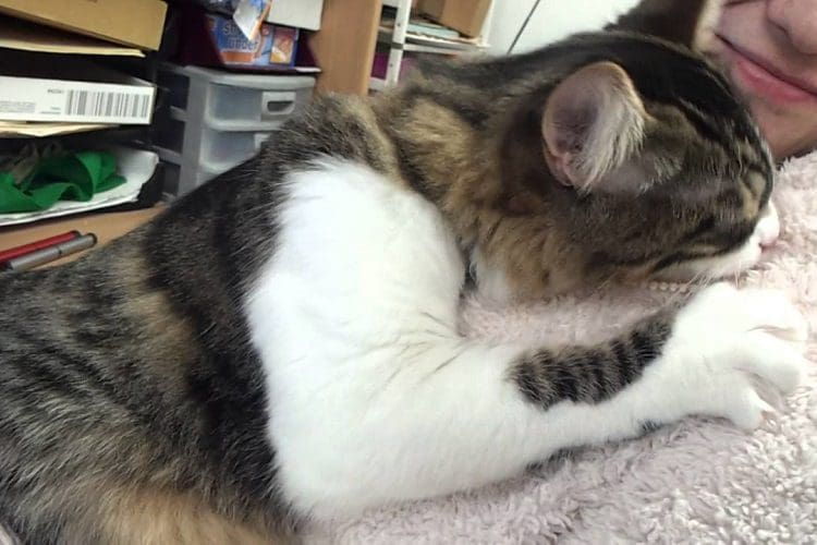 kitten suckling behavior