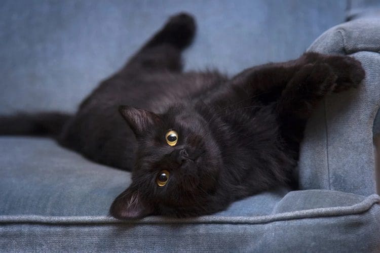 Kornja Cat is one of the cat species with yellow eyes