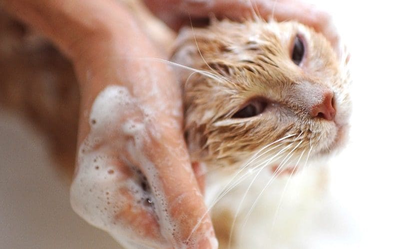 How to Bathe a Cat Safely And Effectively: 7 Foolproof Tips 2 bathing cat with shampoo