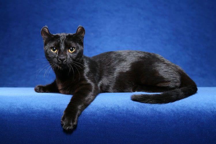 American Curl cat breed with yellow green eyes
