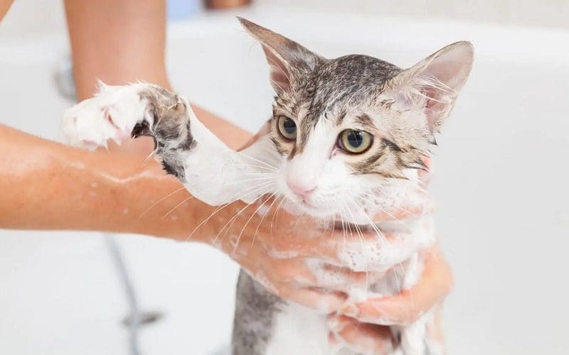 How to Bathe a Cat Safely And Effectively: 7 Foolproof Tips 4 cat in a tube