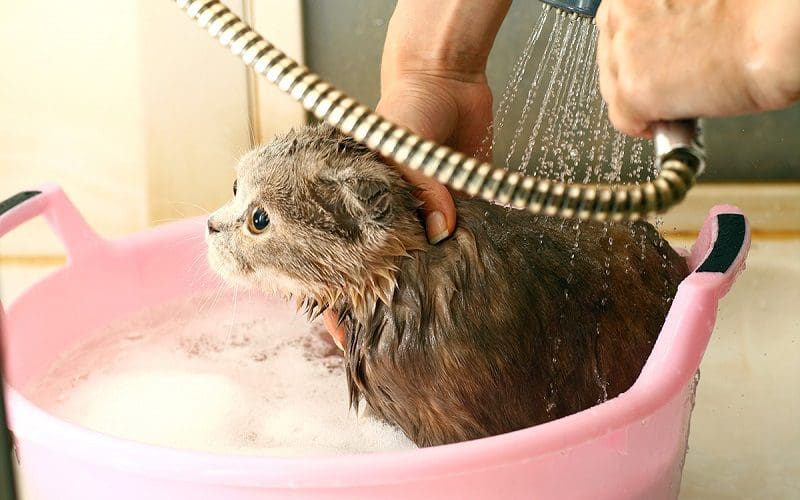 How to Bathe a Cat Safely And Effectively: 7 Foolproof Tips 9 bathing cat