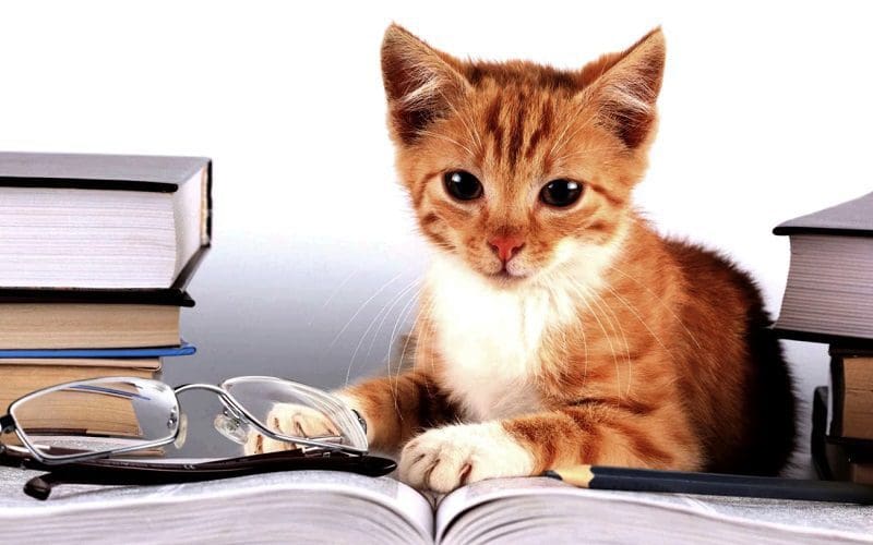 How Smart Are Cats? Understanding Feline Intelligence 2 cat pretending to study