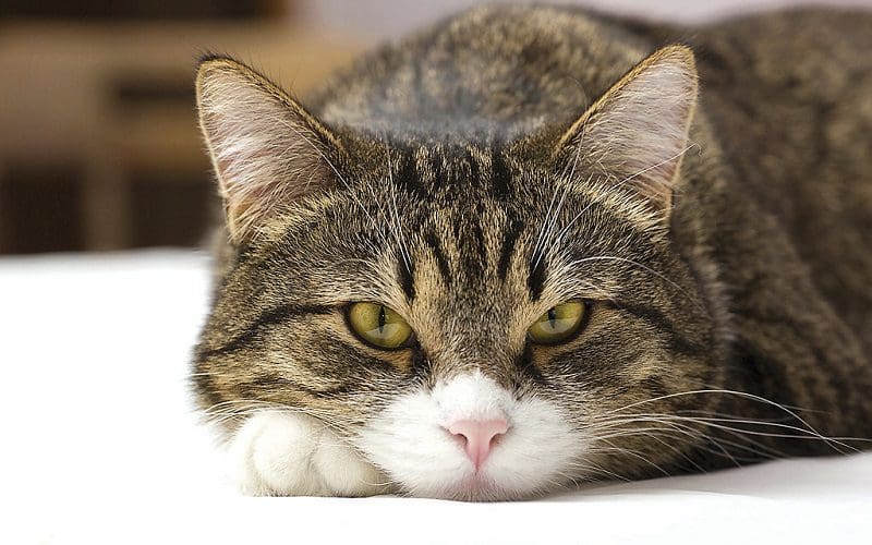 How Smart Are Cats? Understanding Feline Intelligence 1 memory of cat